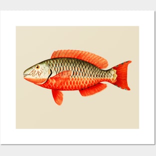 Red Parrot Tropical Fish Posters and Art